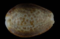 藏品(紅花寶螺)的圖片